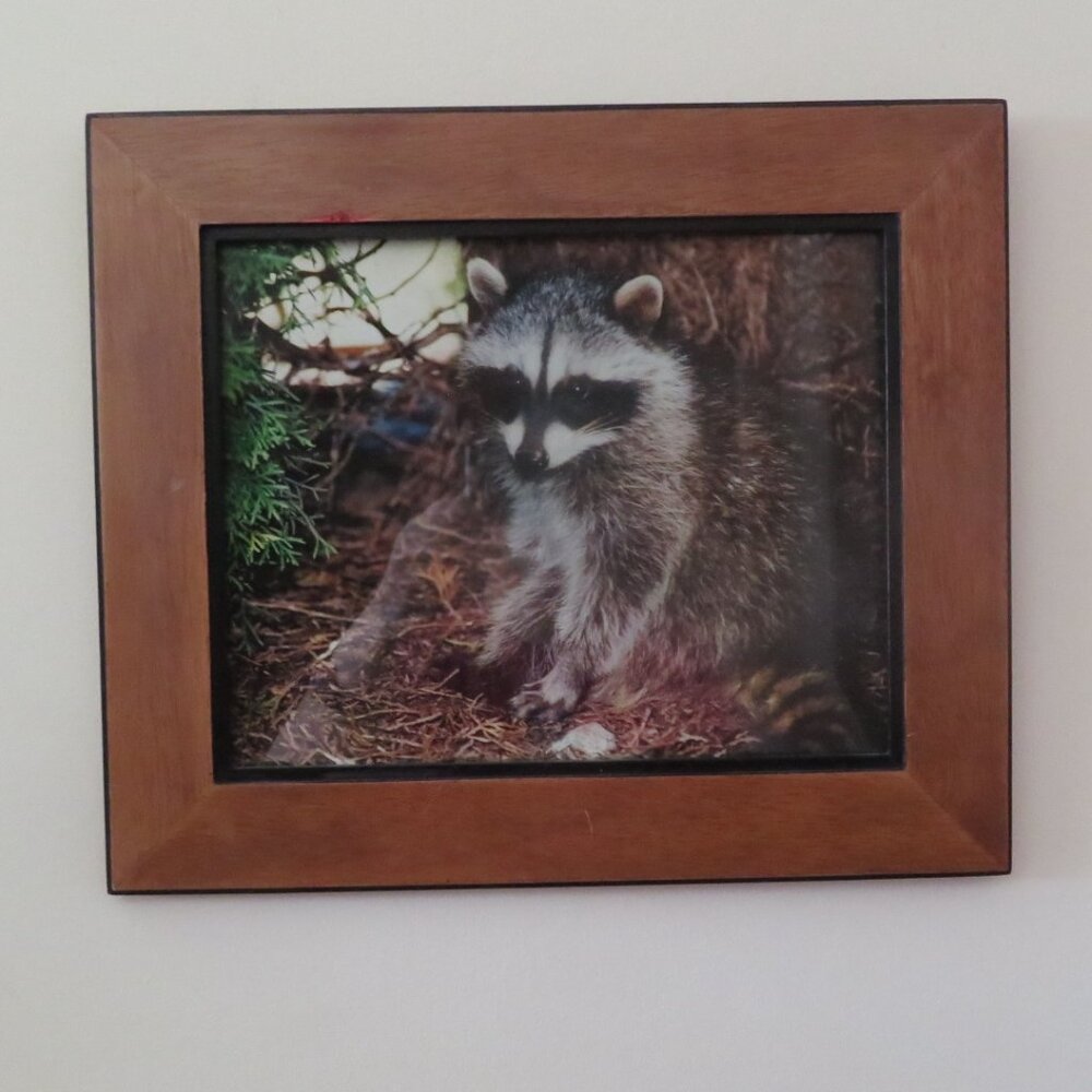 Vintage Framed RACCOON Photograph (K428) - Picture 1 of 5